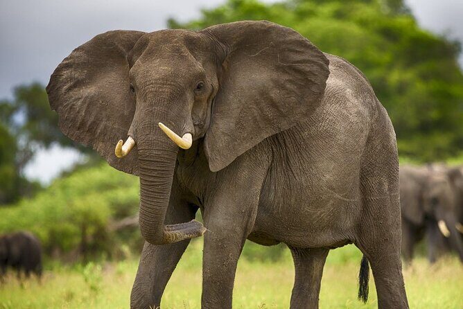 2 Days Tour From Zanzibar to Nyerere National Park (Selous GR) - Flying out of Zanzibar to Nyerere (Selous) Safari Country