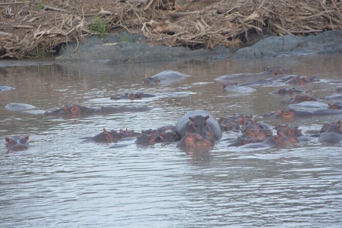 2 Days Tour From Zanzibar to Nyerere National Park (Selous GR) - Rufiji River boat safari at midday: hippos, crocs, and birds