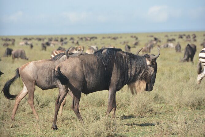 2 Days Tour From Zanzibar to Nyerere National Park (Selous GR) - Should you book this tour?