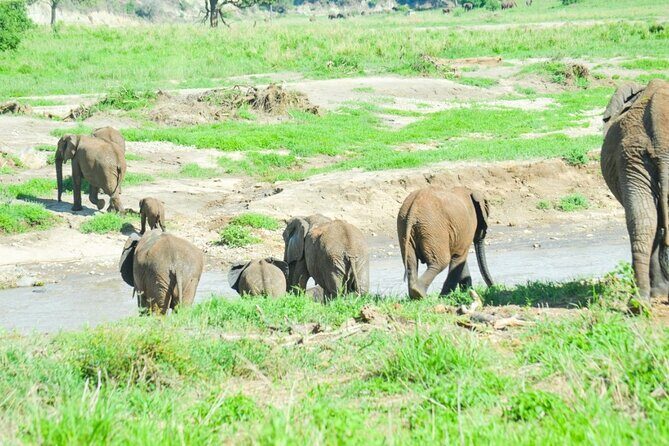 2 days Tour Tarangire & Ngorongoro - Chasing black rhinos: the one species to understand before you go
