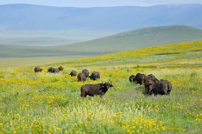 2 days Tour Tarangire & Ngorongoro - Tarangire National Park: elephant country with a predator edge