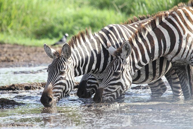 2 Days Wildlife game drives Through Tarangire and Ngorongoro Crater - Lunch Inside the Park: Why It’s a Smart Timing Choice