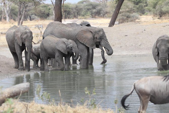 2 Days Wildlife game drives Through Tarangire and Ngorongoro Crater - The Camping Night at Fanaka Campsite: What Included Means for Your Comfort