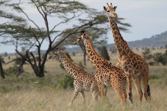 2 Days Wildlife game drives Through Tarangire and Ngorongoro Crater - Entering Tarangire National Park: Elephants, Baobabs, and Calm Morning Energy