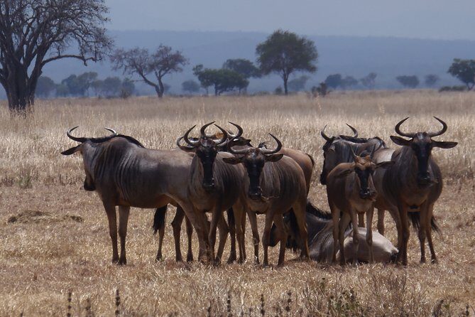 2 Days Wildlife Safari in Mikumi National Park - Day 2: Dawn Drives, Breakfast in the Park, and an Afternoon Search