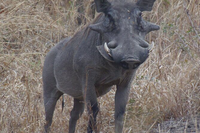 2 Days Wildlife Safari in Mikumi National Park - Value for Money: Entrance Fees, Lodging Near the Park, and Included Meals