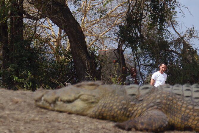2 Days Wildlife Safari in Mikumi National Park - Price and What You Still Need to Plan For