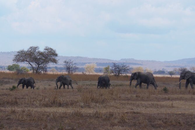2 Days Wildlife Safari in Mikumi National Park - Accommodation Details: Mikumi Park Cottages vs. Tanswiss Lodge