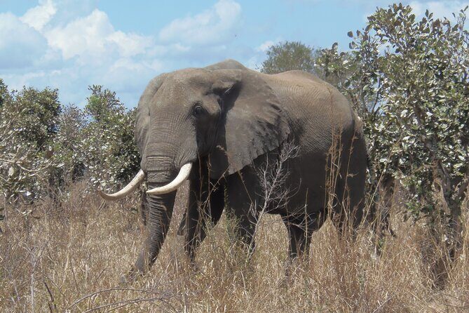 2 Days Wildlife Safari in Mikumi National Park - Day 1: Arrival, Check-In, and Full-Day Game Drives With a Midday Break