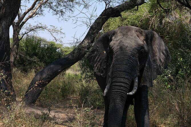 3-Day / 2 Nights Group Safari Serengeti & Ngorongoro Crater - How the Serengeti + Ngorongoro combo pays off