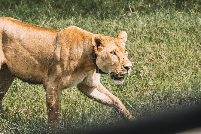 3-Day / 2 Nights Group Safari Serengeti & Ngorongoro Crater - Seronera campsite on FB basis: camping that doesn’t feel like punishment