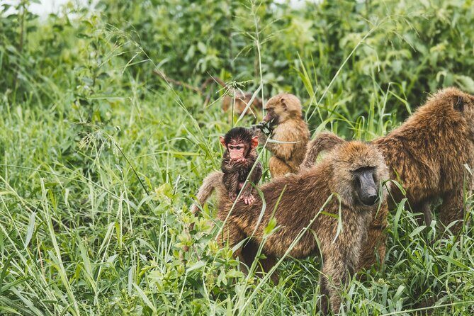 3-Day / 2 Nights Group Safari Serengeti & Ngorongoro Crater - Day 2 in Serengeti: sunrise viewing is where your eyes learn fast