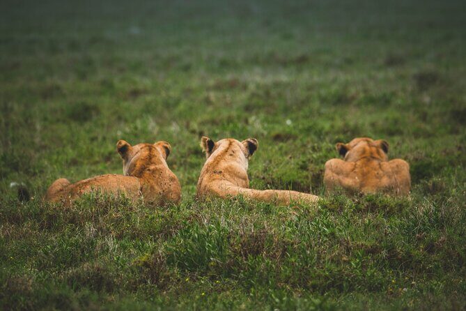 3-Day / 2 Nights Group Safari Serengeti & Ngorongoro Crater - Ngorongoro Crater: the day you get humbled by scale