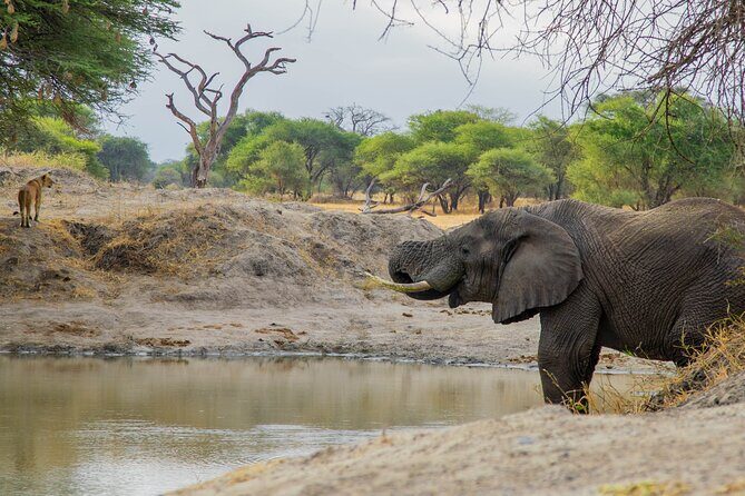3-Day / 2 Nights Group Safari Serengeti & Ngorongoro Crater - Your guide can make or break the safari