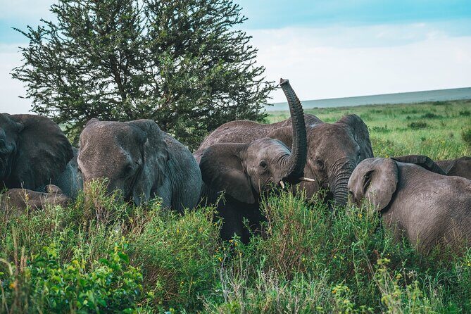 3-Day / 2 Nights Group Safari Serengeti & Ngorongoro Crater - What’s included (and what that saves you)