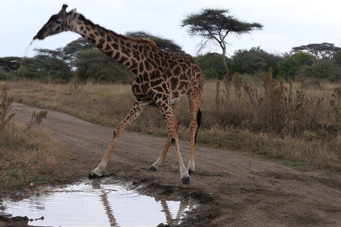 3-Day / 2 Nights Group Safari Serengeti & Ngorongoro Crater - Arusha to Serengeti: your first game drive starts before you finish packing