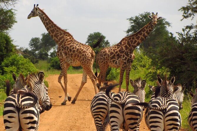 3-Day at Dar es Salaam To Selous GR (Nyerere NP) Game, Boat & Walking Safari - Key highlights you should know