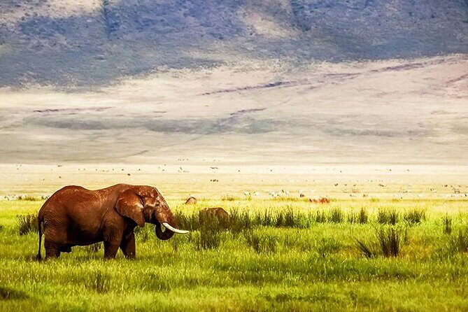 3-Day Camping Safari Tarangire, Lake Manyara & Ngorongoro crater - Tarangire Half-Day: Baobabs, Elephant Herds, and Dry-Season Vibes