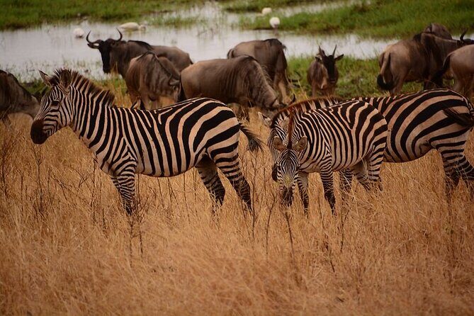 3-Day Camping Safari Tarangire, Lake Manyara & Ngorongoro crater - Guide, Driver, and Chef: The Human Part of the Safari