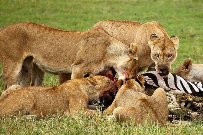 3-Day Camping Safari Tarangire, Lake Manyara & Ngorongoro crater - Camping Comfort Tips for a Smoother Safari Day
