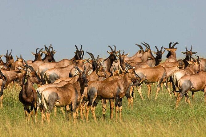 3 Day Classic, Guided Serengeti Safari - Day 1: Arusha to Serengeti, Plus the Lodge Overnight