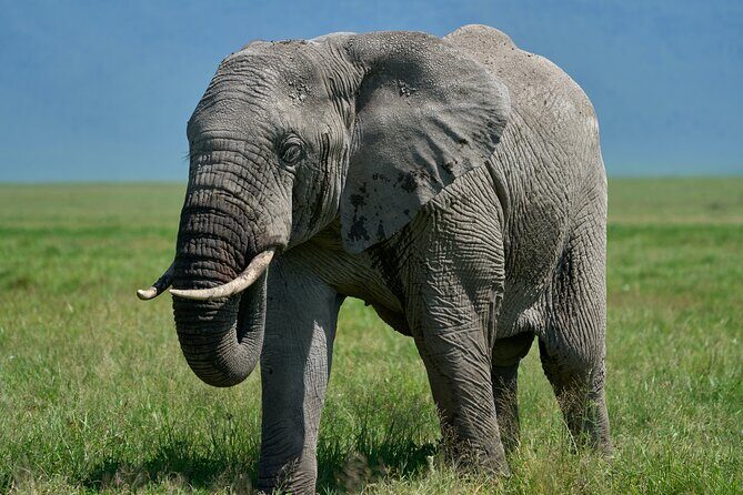 3-Day Luxury Safari Private Tour Tarangire and Ngorongoro - Day 1 in Arusha: the reset day that prevents mistakes