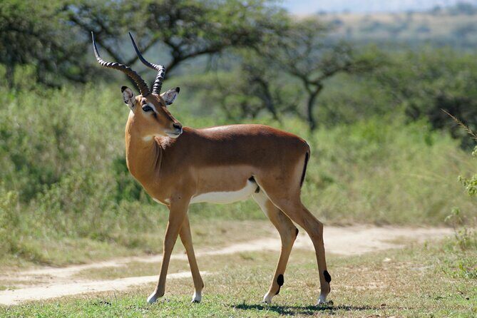3-Day Luxury Safari Private Tour Tarangire and Ngorongoro - Day 2: Tarangire National Park and the elephant-and-baobab rhythm