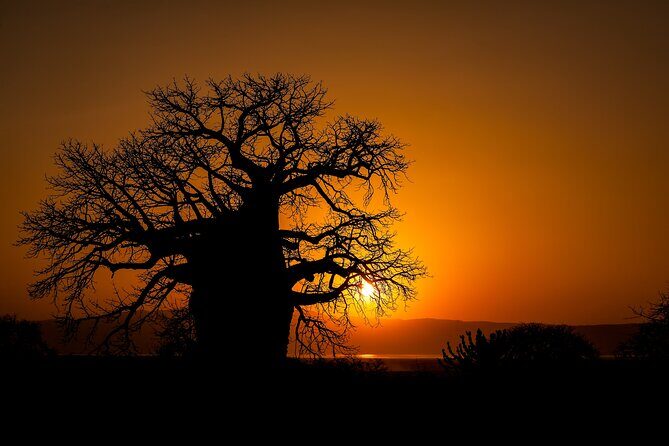 3-Day Private Safari to Lake Manyara, Tarangire & Ngorongoro - Day 2 Ngorongoro Crater: 600 meters down, almost every species up close