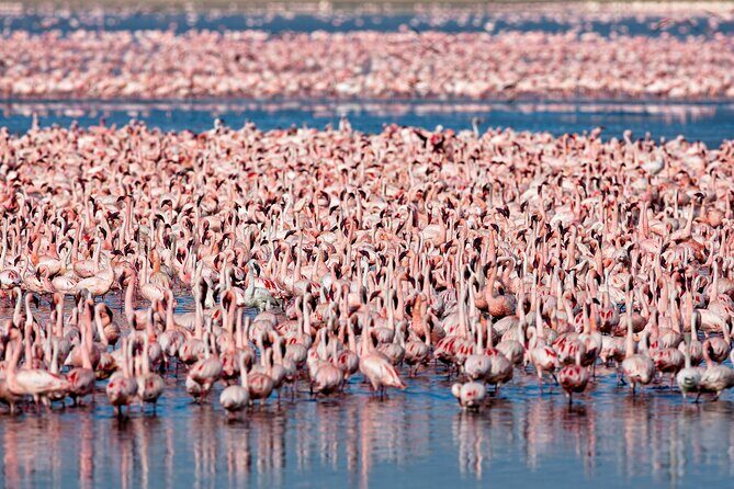 3-Day Private Safari to Lake Manyara, Tarangire & Ngorongoro - Who should book this safari (and who might look elsewhere)
