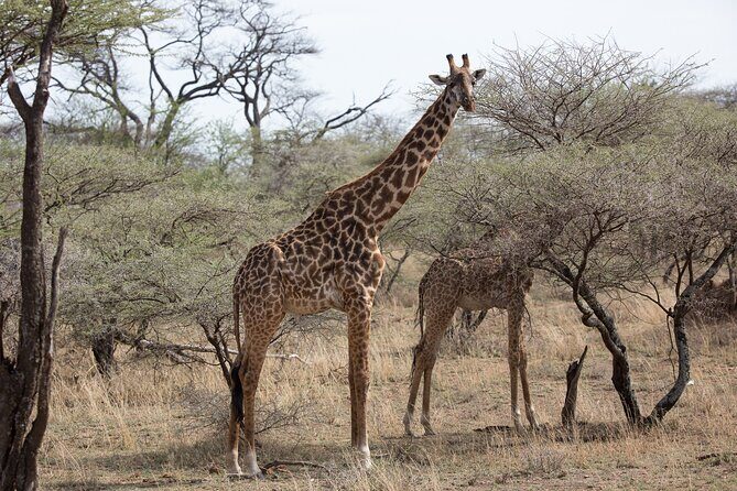 3 Day Private Serengeti Safari Tour with One Way Flight - Day 3: Tarangire in the plan, then a full day Ngorongoro Crater game drive