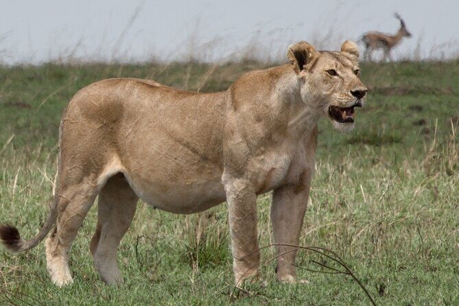 3 Day Private Serengeti Safari Tour with One Way Flight - Private logistics from Arusha: pickup, timing, and how the day feels