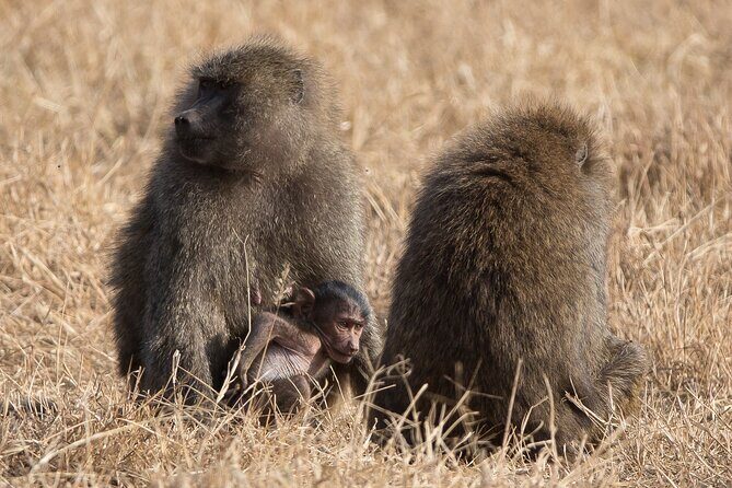 3 Day Private Serengeti Safari Tour with One Way Flight - Lodging between drives: where comfort can fit inside the wildlife schedule