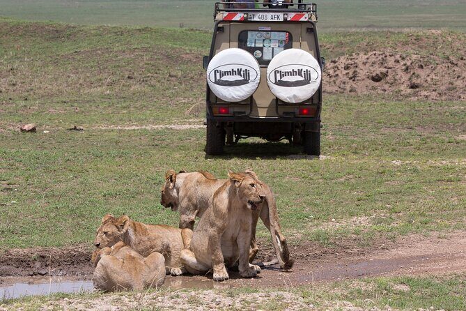 3 Day Private Serengeti Safari Tour with One Way Flight - Day 2: Serengeti early drives, Ngorongoro Highlands picnic, and crater predators