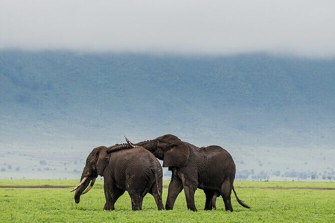 3 Day Safari Expedition from Arusha - Key highlights you’ll feel from day one