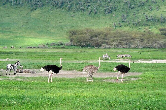 3 Day Safari Expedition from Arusha - Tarangire and Ngorongoro in 3 days: why this works