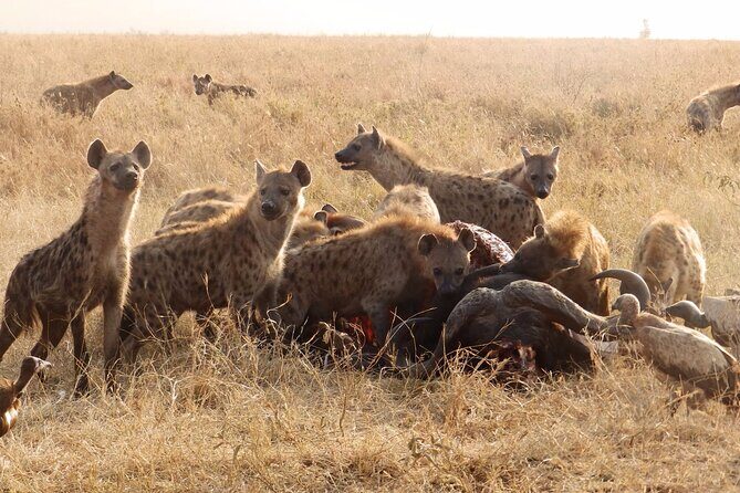 3 Day Safari from Arusha: Serengeti and Ngorongoro - Food, Water, and Staying Comfortable on Safari Days