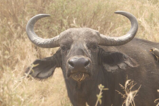 3 Day Safari from Arusha: Serengeti and Ngorongoro - Price and Value: Is $1,460.52 a Fair Deal?