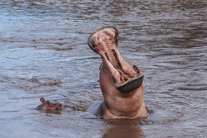3 Day Safari from Arusha: Serengeti and Ngorongoro - Serengeti Game Drives: Morning vs Afternoon and What You’re Actually Chasing