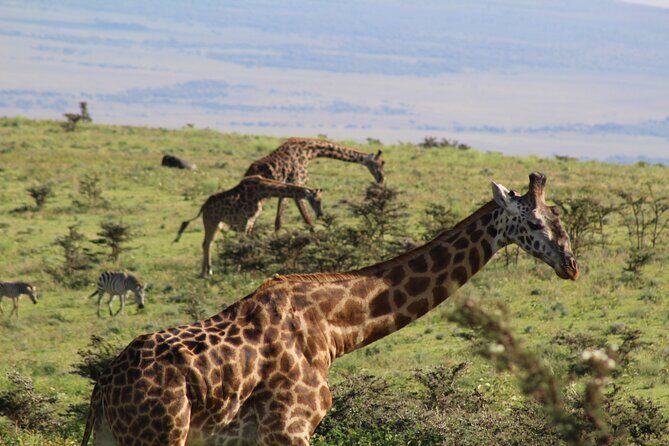 3-Day Safari in Serengeti & Ngorongoro(Mid-range) - Serengeti to Ngorongoro: why this 3-day route works