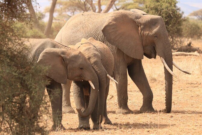3-Day Safari in Serengeti & Ngorongoro(Mid-range) - Day 2 in Serengeti: a second area, more chances to get it right