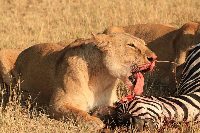 3-Day Safari in Serengeti & Ngorongoro(Mid-range) - Ngorongoro Crater on Day 3: the early descent and the species shift