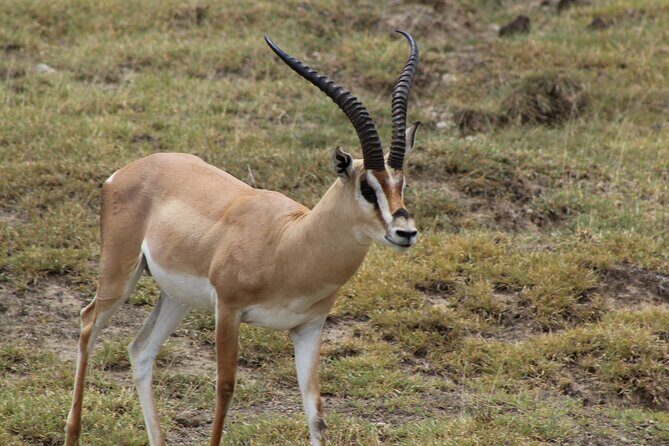3-Day Safari in Serengeti & Ngorongoro(Mid-range) - Guides, vehicles, and the small details that change the experience