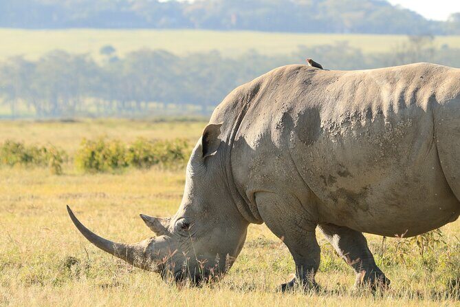 3-Day Safari in Serengeti & Ngorongoro(Mid-range) - Who this safari is best for (and who should pick something else)