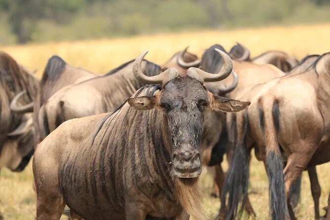 3-Day Safari in Serengeti & Ngorongoro(Mid-range) - Day 1 in Serengeti: afternoon game drive in the endless plains