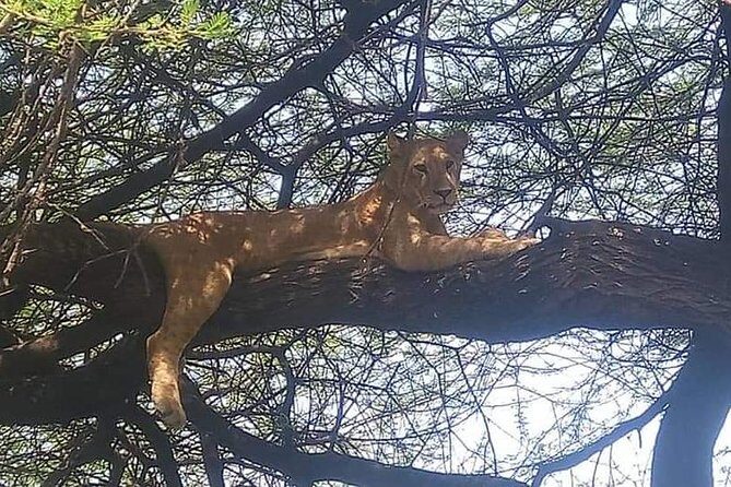 3-Day Safari to Ngorongoro, Tarangire & Lake Manyara NP - Day 3 Lake Manyara: tree-climbing lions and birdlife you don’t have to chase