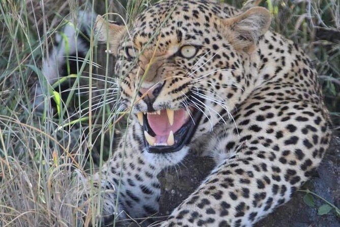 3-Day Safari to Ngorongoro, Tarangire & Lake Manyara NP - Food, lodging, and the practical comfort level