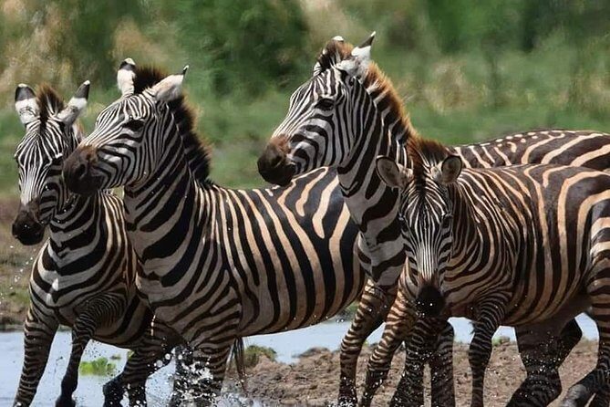 3-Day Safari to Ngorongoro, Tarangire & Lake Manyara NP - Price and value: why $970 can make sense for 3 parks