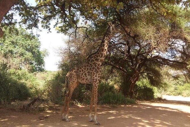 3-Day Safari to Ngorongoro, Tarangire & Lake Manyara NP - Who this 3-day safari is best for