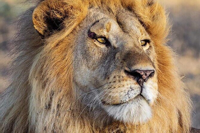 3 Day Safari to Serengeti National Park and Ngorongoro Crater - Key things to know before you go