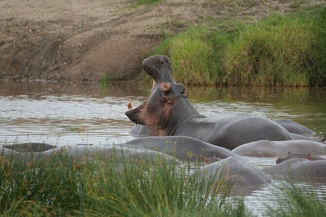 3 Day Safari to Serengeti National Park and Ngorongoro Crater - Day 3: Early crater floor tour with a packed picnic lunch and return to Arusha